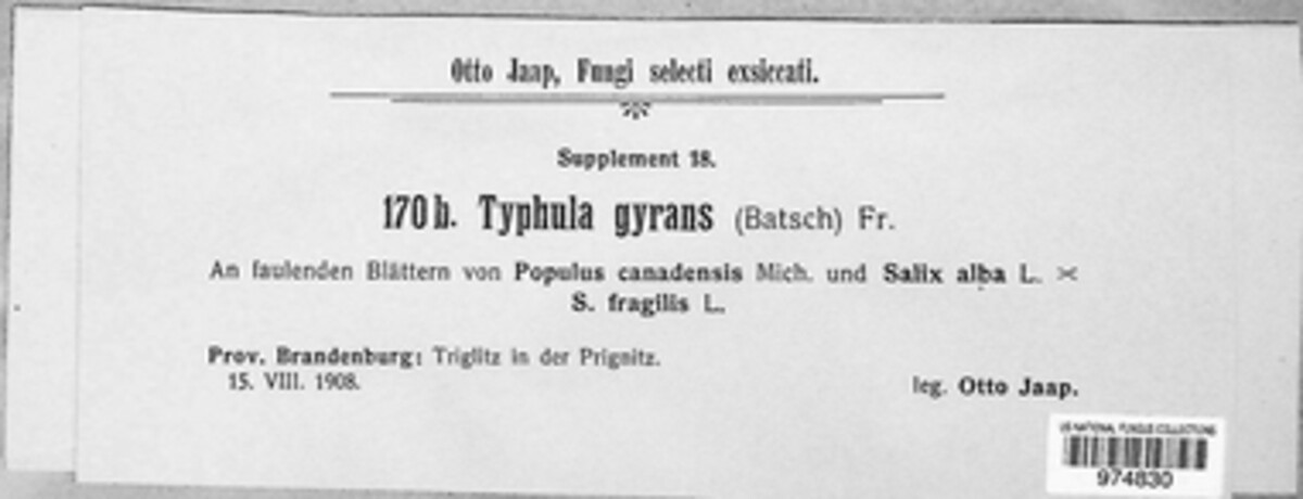 Typhula setipes image